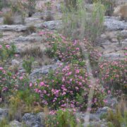 El Paisatge del riu Millars es converteix en un extraordinari jardí fluvial gràcies a la floració del baladre