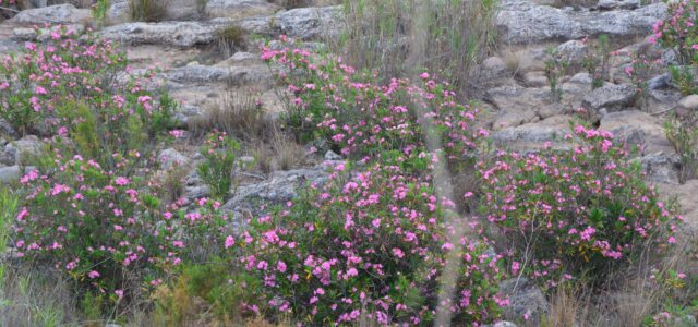 El Paisatge del riu Millars es converteix en un extraordinari jardí fluvial gràcies a la floració del baladre