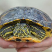 El Consorci del Millars interromp la campanya de control de tortugues per l’estivació