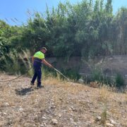 El Consorci gestor del Paisatge Protegit de la Desembocadura del riu Millars reforça el reg de 150 plançons per a garantir la supervivència