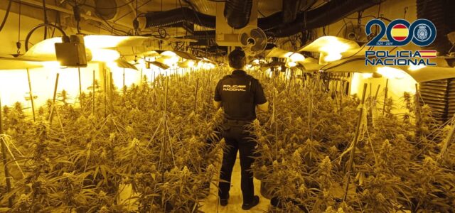 Desmantellen una plantació de marihuana ‘indoor’ i detenen un home de 28 anys