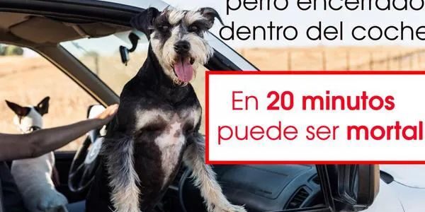 La Policia alerta del perill de deixar animals dins del cotxe amb altes temperatures