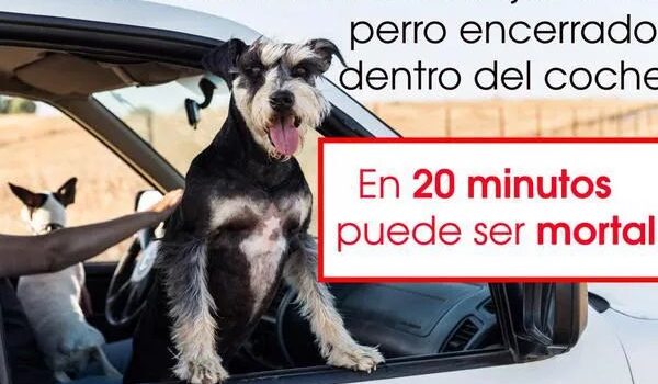 La Policia alerta del perill de deixar animals dins del cotxe amb altes temperatures