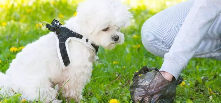 La Policia Local recorda l’obligació de recollir els excrements de les mascotes als espais públics