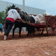 Tradició i força es donen cita a Vila-real en una nova edició del concurs de tir i arrossegament