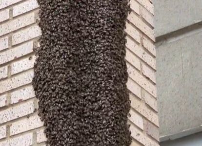 La Policia Local demana no molestar els eixams d’abelles i avisar al 112