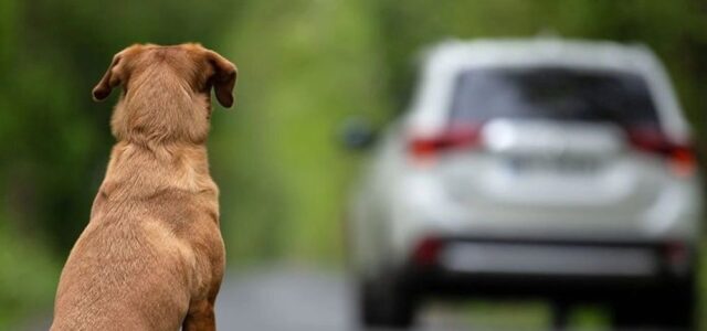 L’estiu i l’abandó animal: un problema que no pot passar desapercebut
