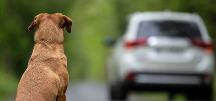L’estiu i l’abandó animal: un problema que no pot passar desapercebut