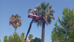 Treballs en palmeres davant del morrut roig.