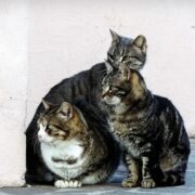 Vila-real impulsa una nova campanya per a registrar els alimentadors de gats de carrer