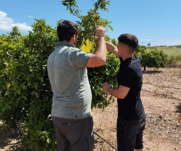 Vila-real confirma el baix impacte de plaga de Scirtothrips aurantii als cultius locals