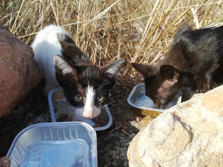 Proximitat instal·larà refugis per a gats en tres punts de la ciutat de la mà de Gats de Barri i Ecoembes