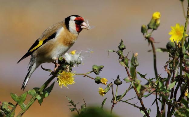 Investigat un ciutadà per caçar una desena d’ocells protegits