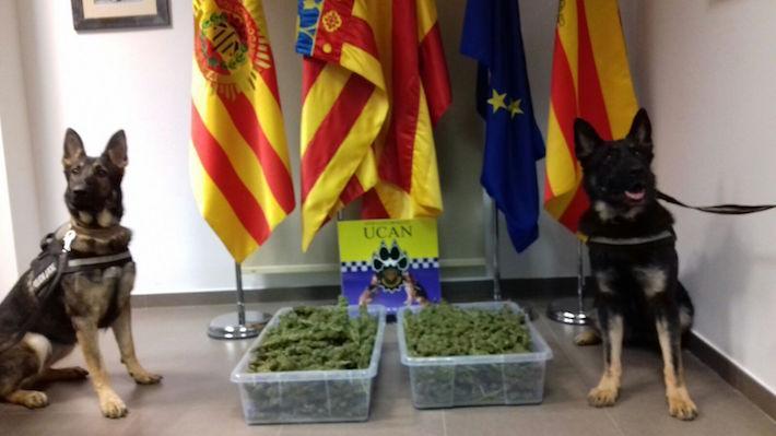 La UCAN de Vila-real rep la distinció nacional a les bones pràctiques de les unitats canines policials