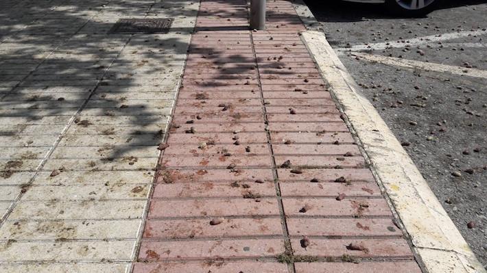 Més de 200 voluminosos arreplegats en festes dins de Vila-real + neta que continua amb una poda de moreres