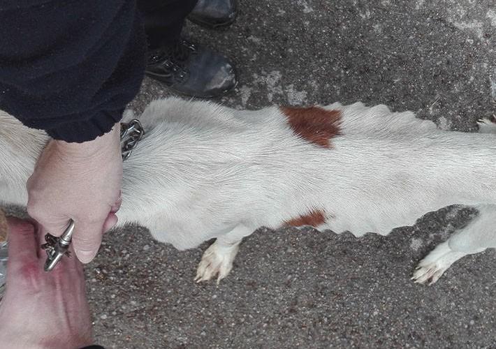 Compromís demana l'enduriment de les penes per maltractament o abandó d'animals