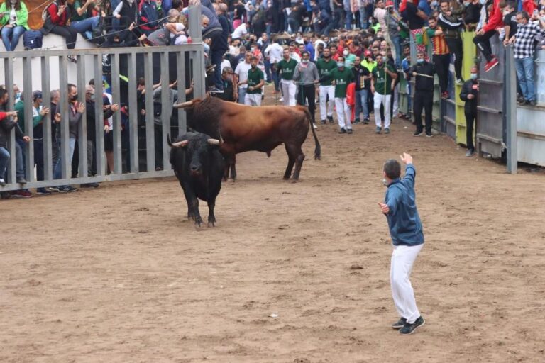 Vila-real comptarà amb huit bous embolats en les festes de setembre