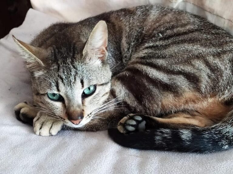 El ‘Music Animal Fest’ arriba a Vila-real per a donar suport a l’ONG Gats de Barri