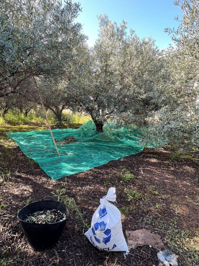La Policia Local sorprén un veí sostraient olives i instrueix diligències per furt