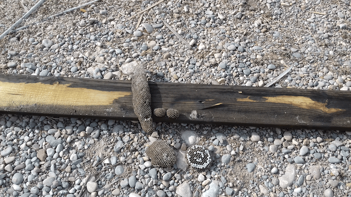 El Servei de Manteniment del Consorci riu Millars retira cins vespers del mirador de la gola sud 