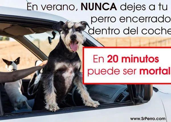 La Policia alerta del perill de deixar animals dins del cotxe amb altes temperatures