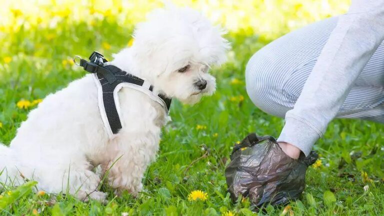 La Policia Local recorda l’obligació de recollir els excrements de les mascotes als espais públics