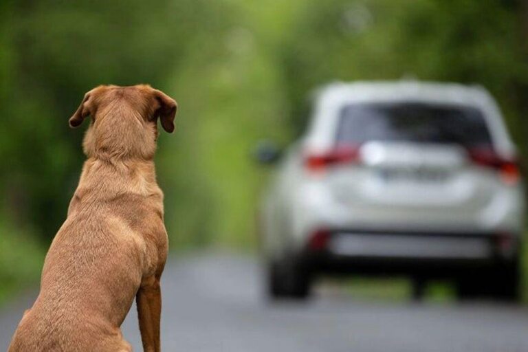 L’estiu i l’abandó animal: un problema que no pot passar desapercebut