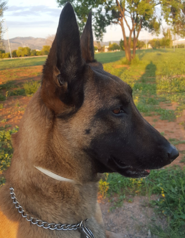 Mor ‘Àfrica', gossa de la Unitat Canina de la Policia Local de Vila-real 