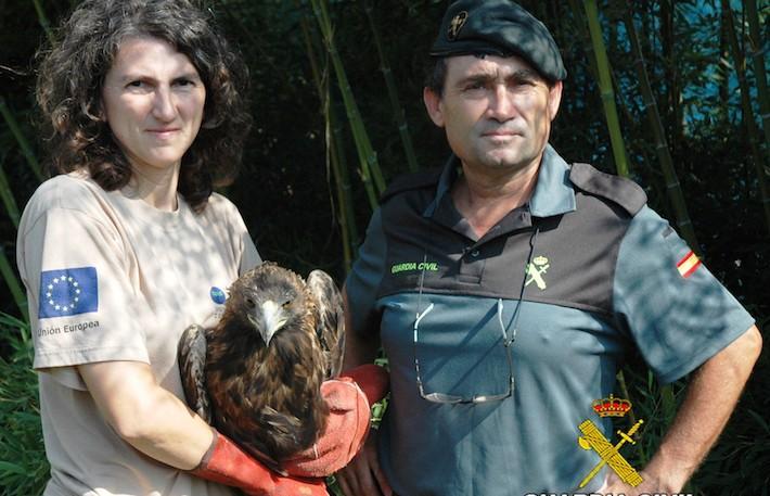 La Guàrdia Civil recupera un àguila real en perill d'extinció a Vila-real