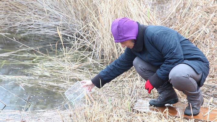 200 fartets són alliberats al Paisatge Protegit de la Desembocadura del riu Millars
