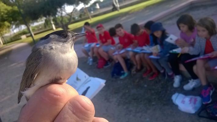 Més de 45 000 escolars han participat en l'anellament d'aus a la desembocadura del Millars en els darrers 25 anys