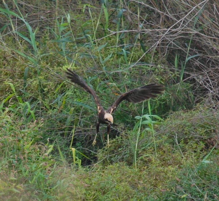 Fins a quatre espècies de rapinyaires elegeixen la Desembocadura del Millars per a hivernar durant la migració