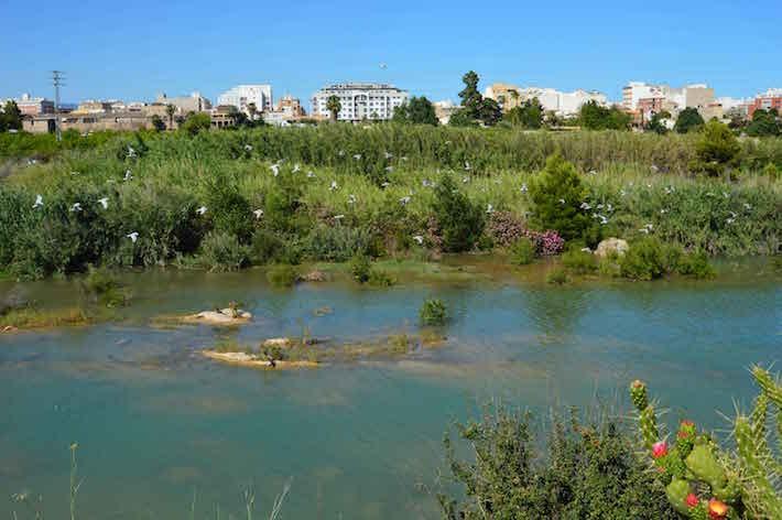 La desembocadura del riu Millars porta aigua de forma permanent des de fa un any