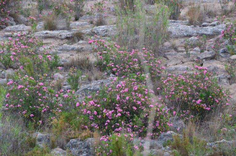 El Paisatge del riu Millars es converteix en un extraordinari jardí fluvial gràcies a la floració del baladre