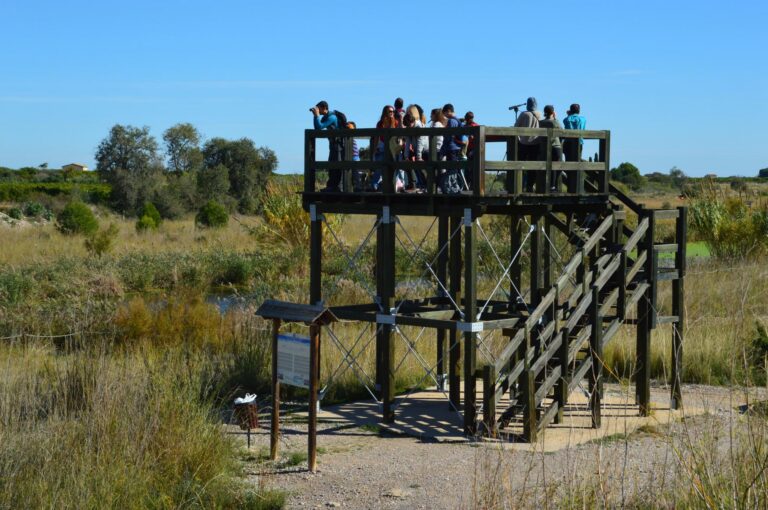 Gaudeix d’una ruta ornitològica familiar per a conéixer les aus en el riu Millars