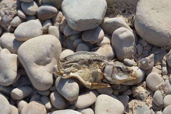 La Desembocadura del Millars s'asseca per les altes temperatures i comencen a morir els primers peixos 