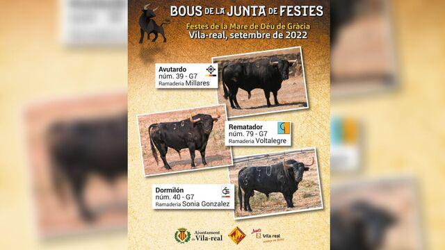 La Comissió del Bou i l'Ajuntament ja tenen els bous per a les festes de la Mare de Déu