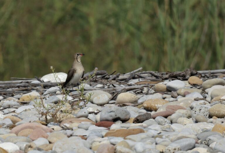 Una parella de carregades intenta criar al Paisatge Protegit de la Desembocadura del riu Millars