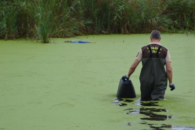 El Consorci riu Millars fa un seguiment de les tortugues autòctones i retira les exòtiques
