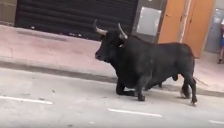 El bou que va sofrir un incident el dimecres es troba en bon estat a les dependències de la ramaderia