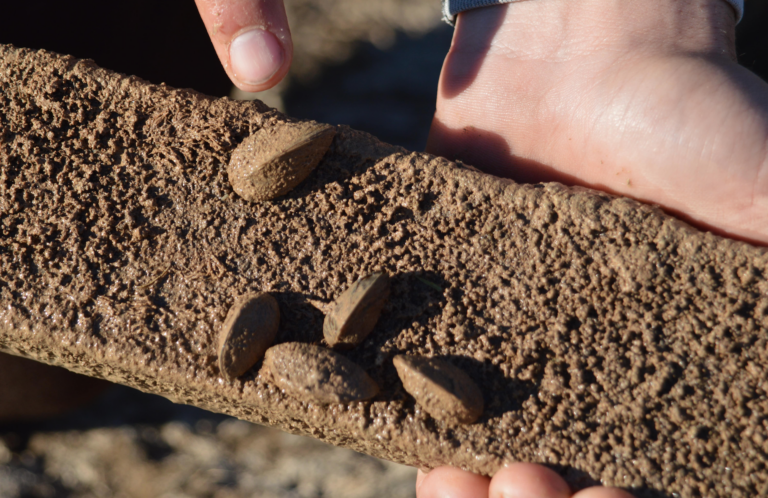 Es detecta clòtxina zebrada, espècie invasora d’entre les més danyoses del món, a la Desembocadura del Millars