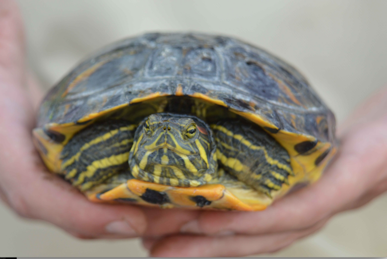 El Consorci de la Desembocadura del Millars inicia la campanya de seguiment i control de tortugues autòctones i exòtiques