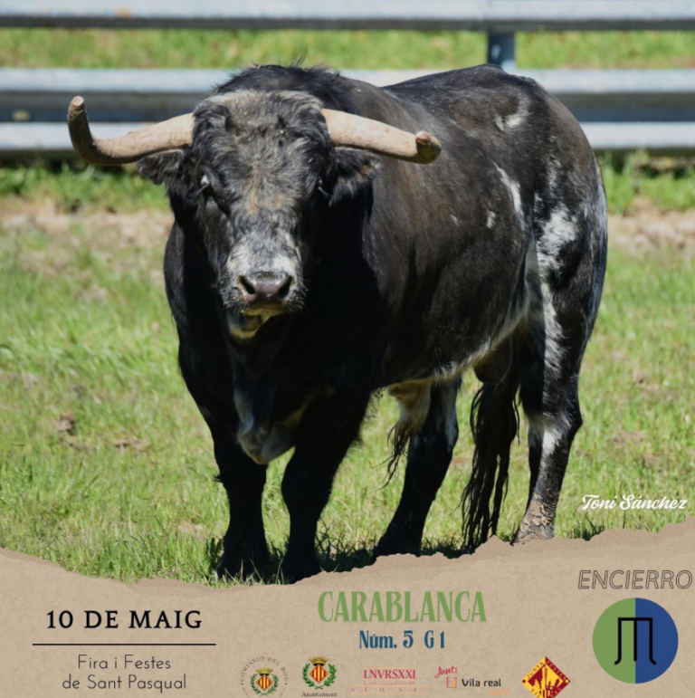 Vila-real ja ho té tot preparat per als bous de maig