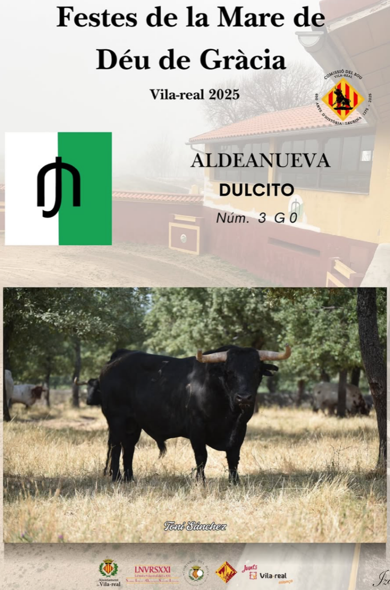 Dulcito, el primer bou anunciat per a les festes de la Mare de Déu de Gràcia 2025