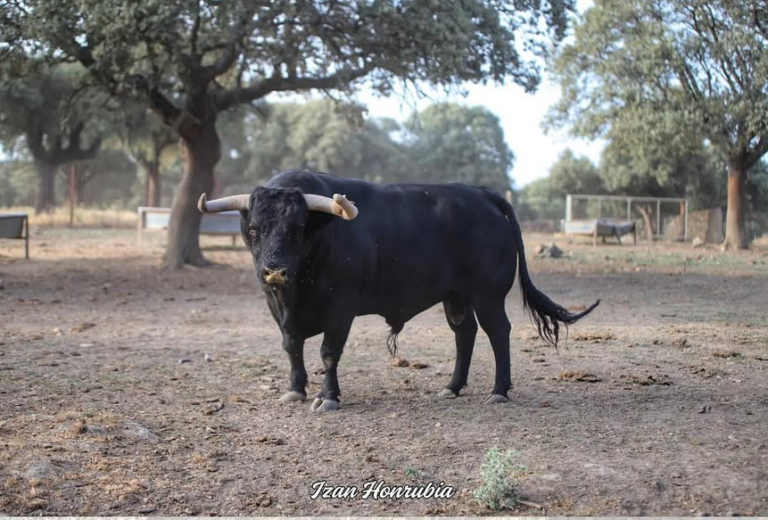 Presentació dels bous per a les festes de la Mare de Déu de Gràcia