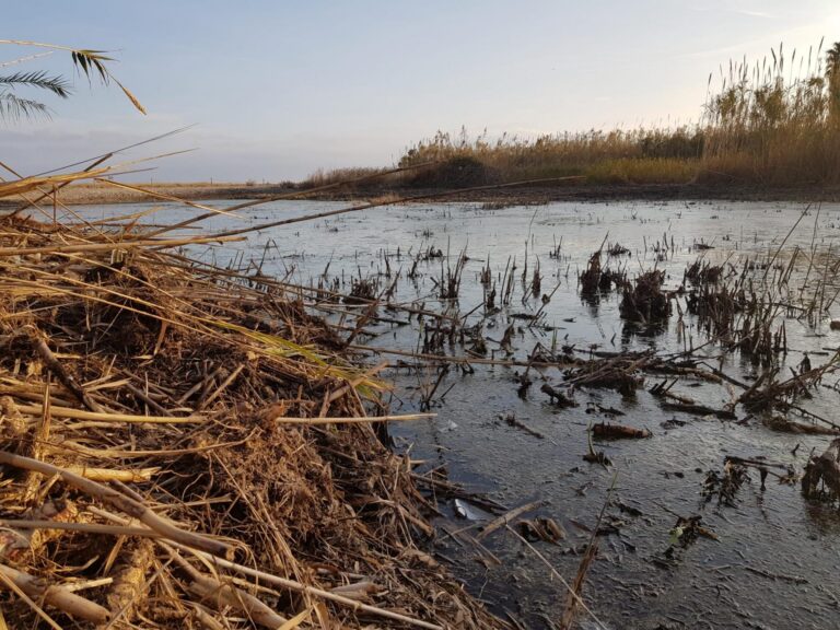La Gola Nord del riu Millars finalitza la primera part de la recuperació