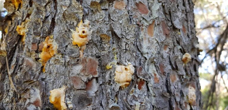 El Consorci gestor de la Desembocadura el riu Millars eliminarà els pins afectats per la plaga del Tomicus destruens 