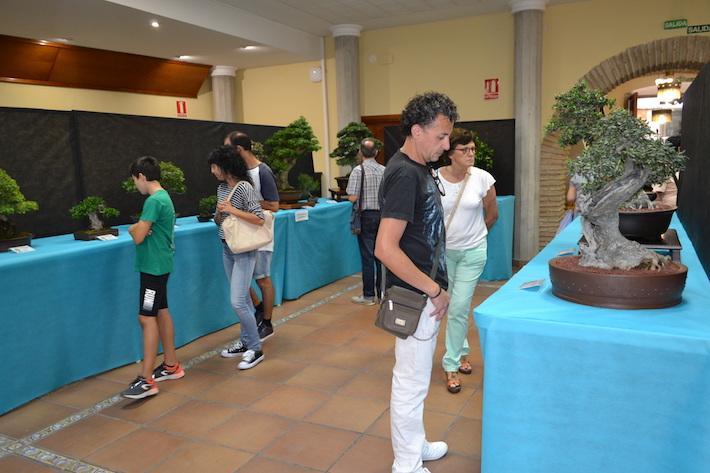 La Casa dels Mundina obri una mostra pel 30 aniversari de La Plana Amics del Bonsai