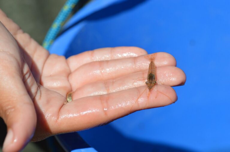 Detectades més de 100 gambetes d'aigua dolça a la Gola Fonda del Paisatge Protegit de la Desembocadura del Millars