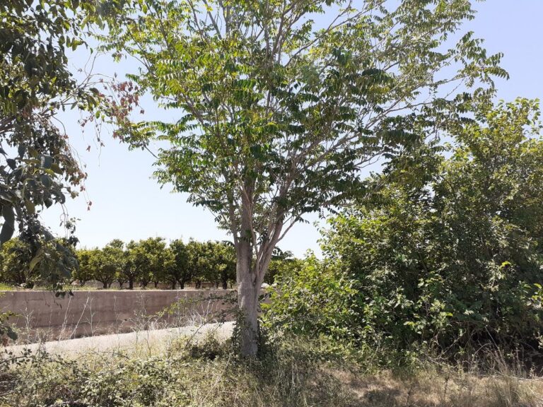 El Consorci de la Desembocadura del Millars eliminarà els peus dels arbres invasors 'ailants' o fals vernís